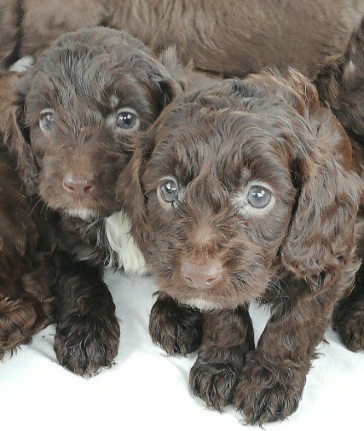 9 week old cockapoo